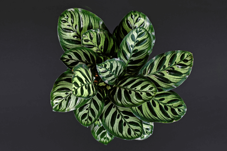 Calathea Makoyana plant with striking green leaves featuring dark feather-like patterns, set against a dark background.