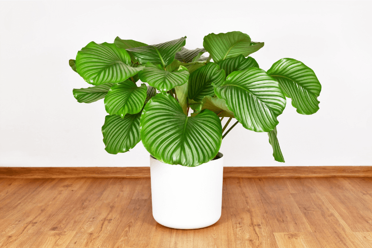 Calathea Orbifolia with large, glossy green leaves featuring light silver stripes, placed in a white pot on a wooden floor.