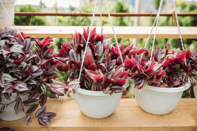 Wandering Jew plants with vibrant red and purple foliage in hanging white pots, demonstrating sunlight preferences outdoors.