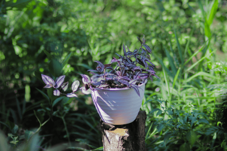 Wandering Jew plant in a white pot placed outdoors on a tree stump, showcasing sunlight preferences in a natural setting.