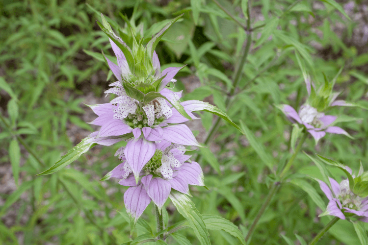 Spotted Bee Balm plant with light purple bracts and speckled white flowers, surrounded by lush green foliage.