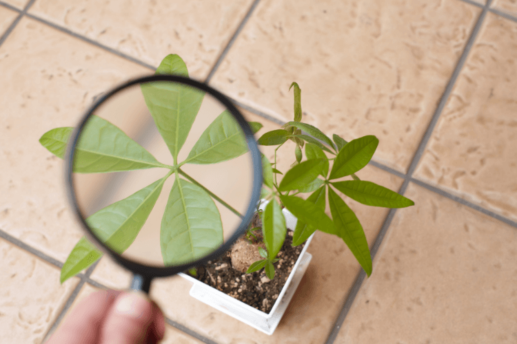 Do Money Trees Grow Bark? A magnified view of healthy Money Tree leaves with a small potted plant on a tiled surface.