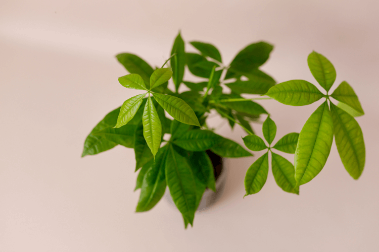 A healthy money tree plant with bright green leaves, ideal for demonstrating how to propagate money tree techniques.