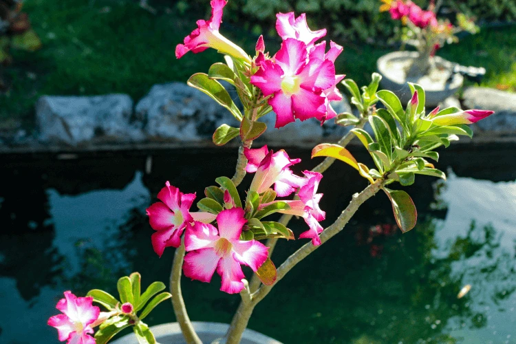 Should I Water Newly Planted Desert Rose Plant?