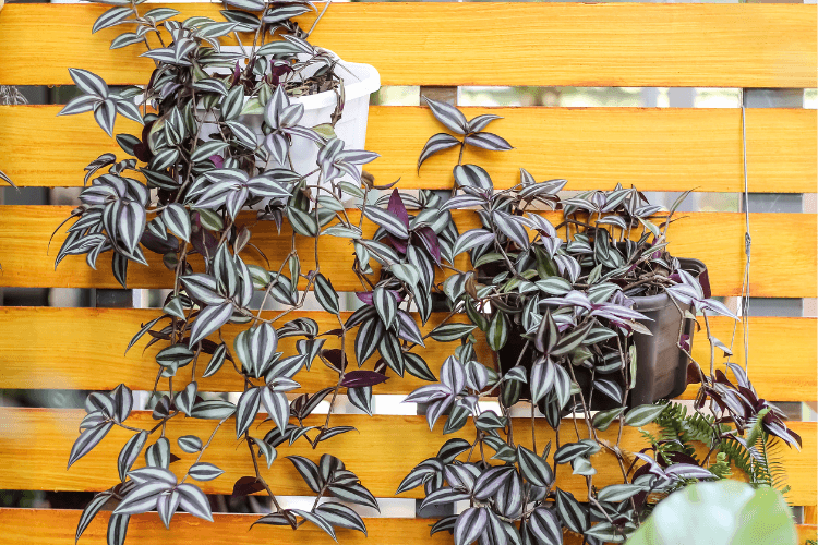 Hanging Wandering Jew plants with bushy, vibrant foliage against a wooden trellis, showcasing tips on how to make Wandering Jew bushy.