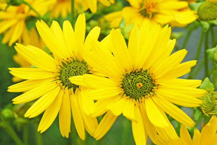 Bright yellow blooms of a Cup Plant (Silphium perfoliatum) showcasing their vibrant petals and green centers in a natural setting.