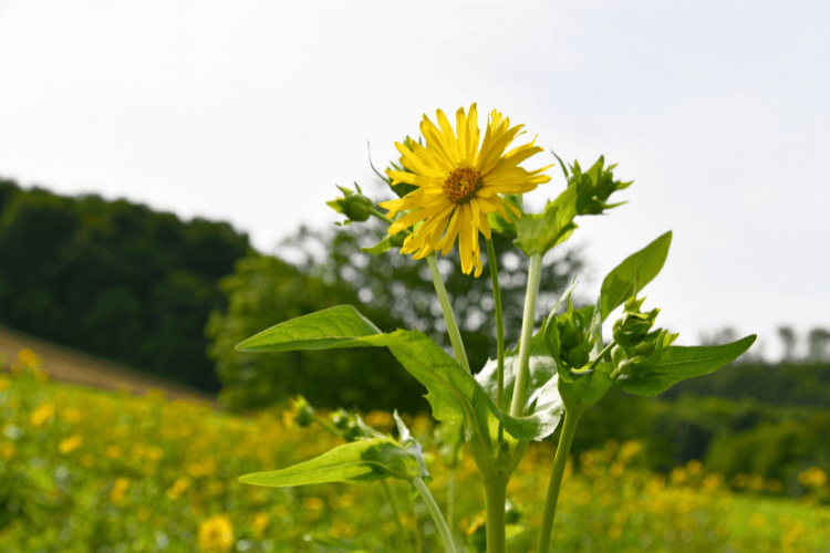 A single yellow Cup Plant (Silphium perfoliatum) bloom with green foliage, standing tall in a sunny meadow against a forested backdrop.