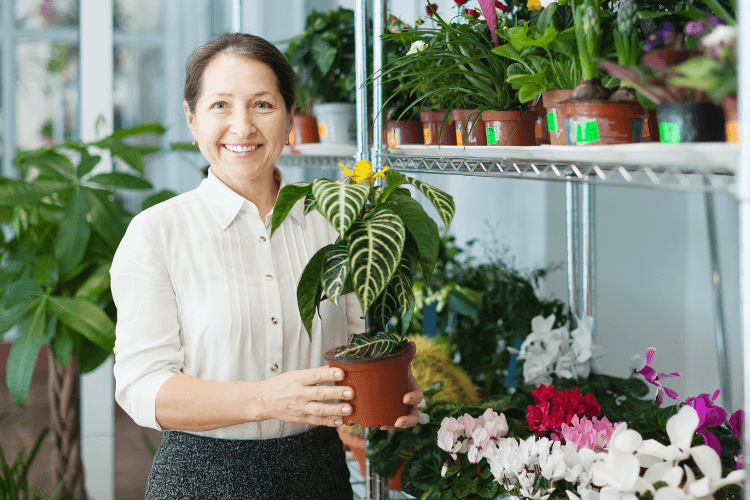 Woman holding a potted zebra plant in a greenhouse, surrounded by colorful plants. Highlighting zebra plant care in an indoor setting.