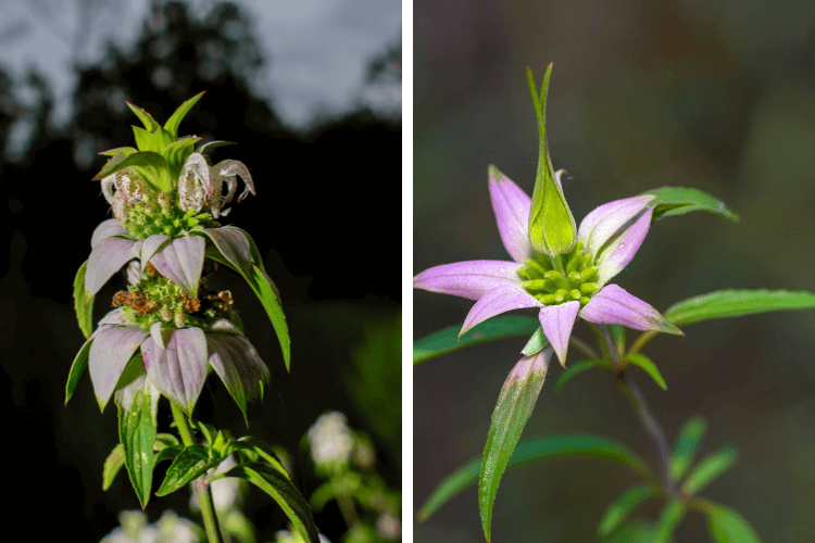 Close-up of Spotted Bee Balm flowers showcasing light purple petals and green leaves against a natural background.