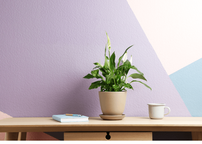 Thriving peace lily in a beige pot on a wooden desk, surrounded by a notebook and mug, showcasing ideal Peace Lily Care indoors.