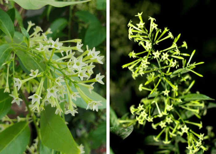 Night Blooming Jasmine flowers in two stages: vibrant white blooms in daylight and glowing greenish hues at night.