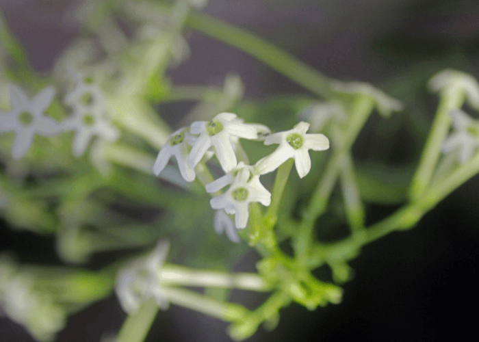 Close-up of delicate white Night-Blooming Jasmine flowers in full bloom, highlighting their intricate details.