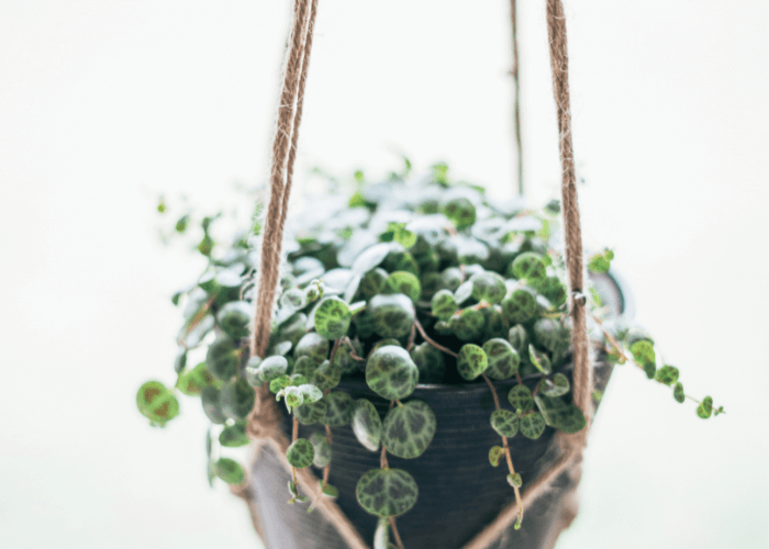 String of Turtles Plant in a hanging pot with cascading turtle-shell-like leaves, perfect for home decor and easy care.