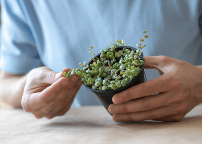 Person holding a potted String of Turtles Plant, highlighting its lush green trailing leaves and intricate patterns.