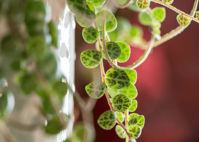 Close-up of String of Turtles Plant leaves, showcasing the intricate turtle-shell patterns on vibrant green foliage.