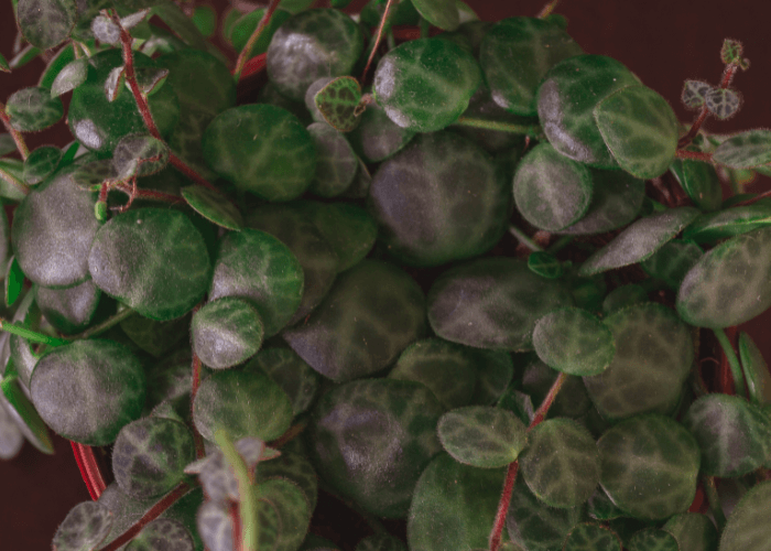 Close-up view of String of Turtles Plant leaves, highlighting their intricate turtle-shell patterns and vibrant green hues.