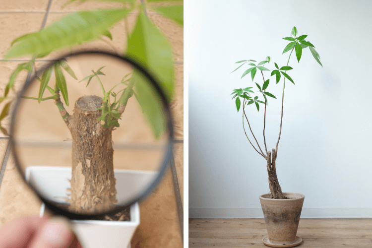 Do Money Trees Grow Bark? A close-up of a Money Tree trunk showing bark development, with green leaves in focus and a potted plant indoors.