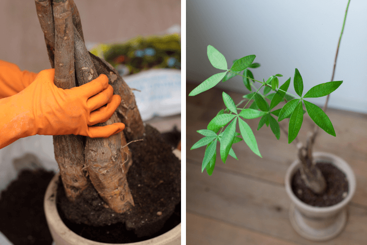 Do Money Trees Grow Bark? A close-up of repotting a Money Tree with its trunk visible and green leaves in a separate indoor plant setting.