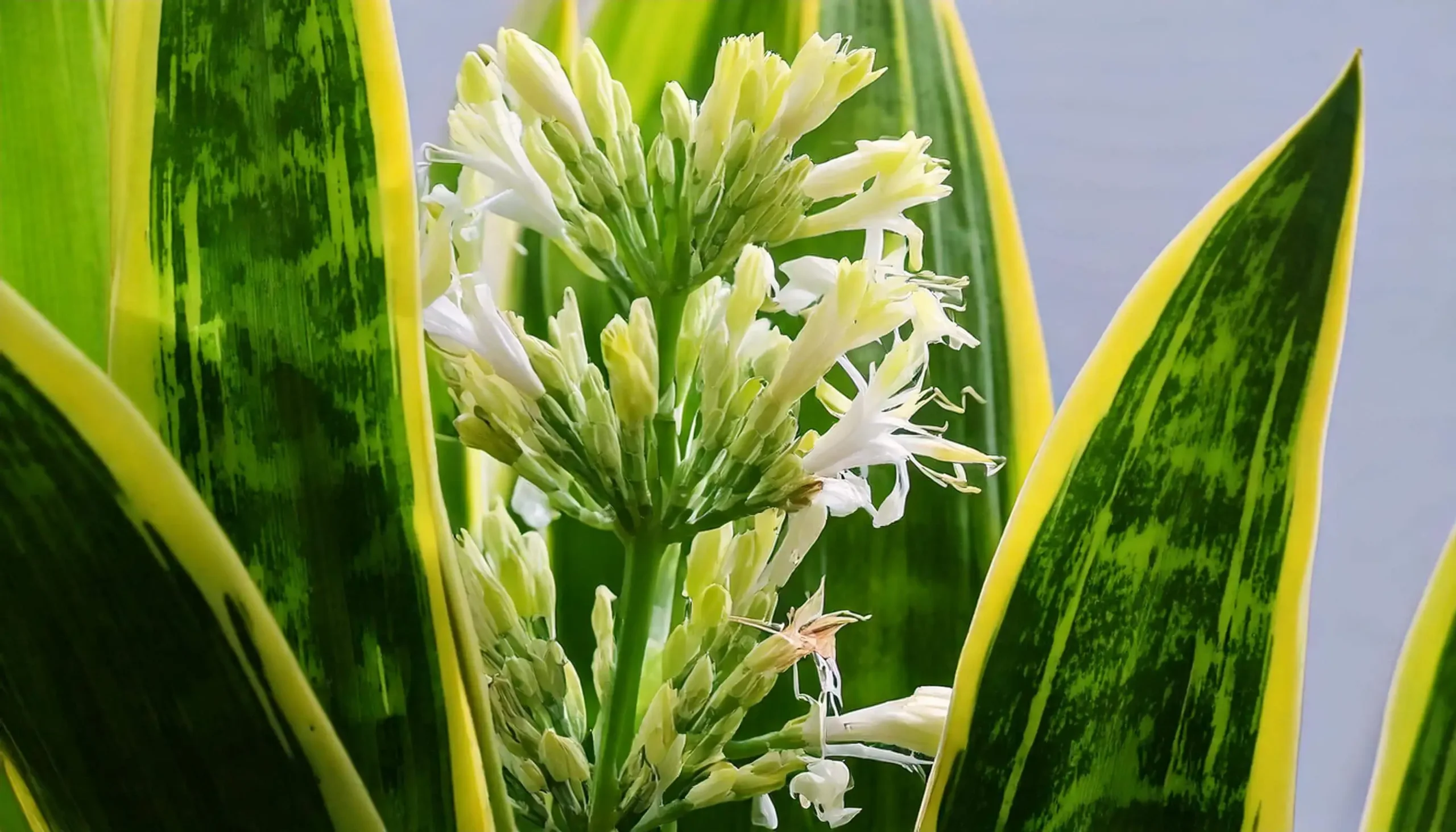 Close-up of a snake plant bloom with white, curly flowers surrounded by vibrant green leaves edged in yellow.