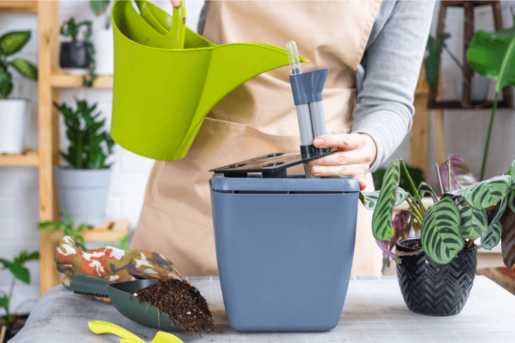 Person using a self-watering pot for Calathea Plant Care. Indoor gardening, proper watering, and maintenance for healthy Calathea plants.