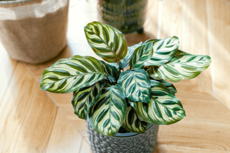 Close-up of a healthy Calathea plant with vibrant green and cream-patterned leaves. Indoor plant care and maintenance tips.