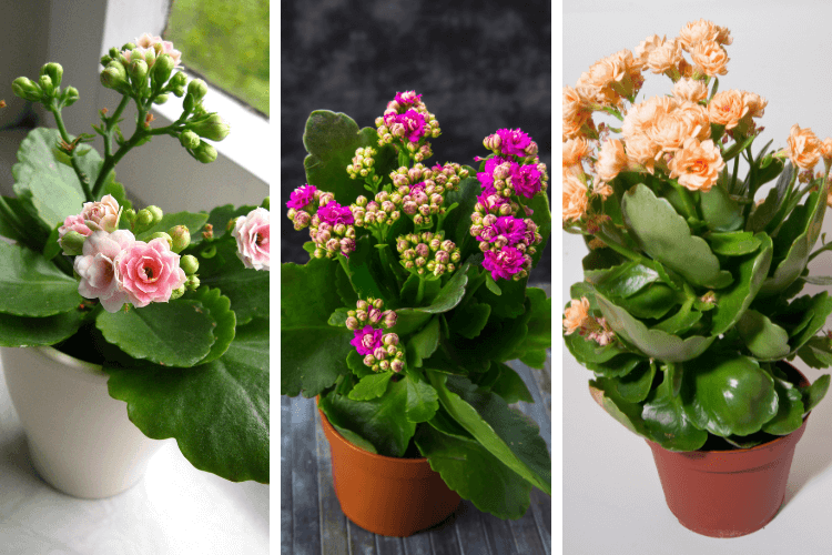 Three varieties of Kalanchoe plants in pots, featuring pink, purple, and peach blooms with glossy green leaves, ideal for indoor decoration.