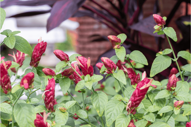 How much space does a shrimp plant need? Shrimp plants (Justicia brandegeeana) with red bracts and green leaves growing in a garden.