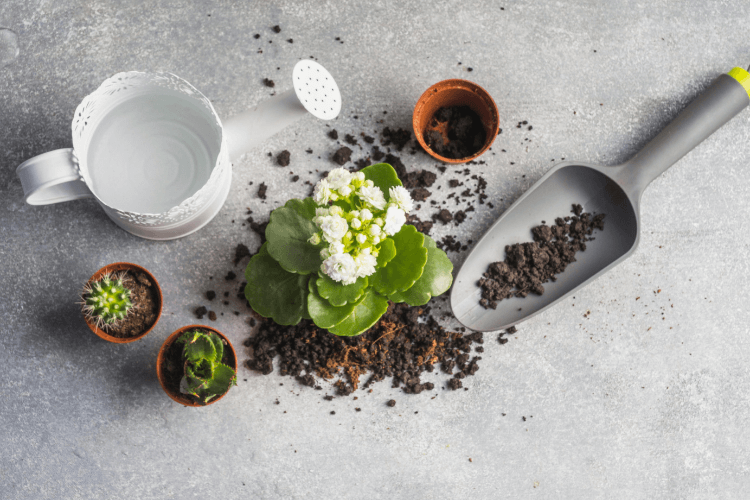 Kalanchoe plant care essentials: a white-flowered Kalanchoe with soil, a trowel, and a watering can on a gray surface.