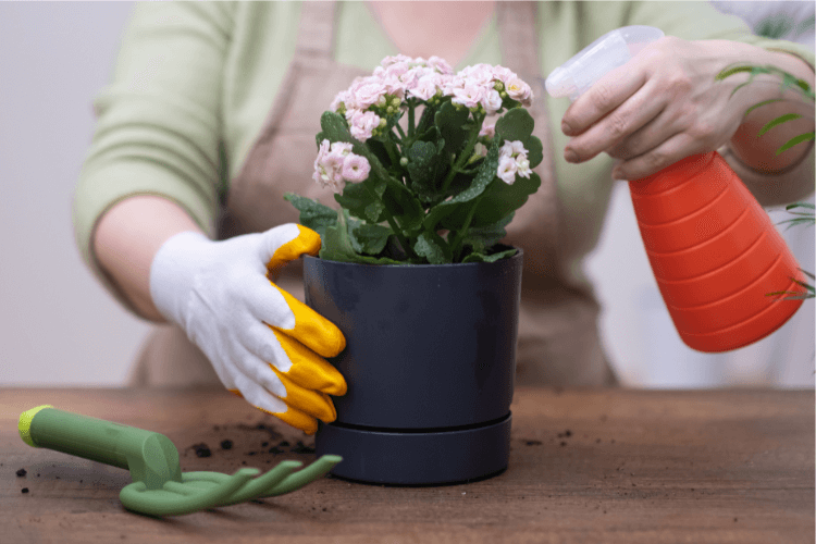 A gardener waters a potted pink Kalanchoe plant, demonstrating essential Kalanchoe plant care techniques for healthy growth.