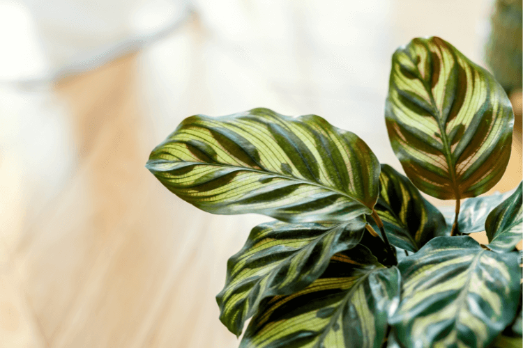 Close-up of a Peacock Plant (Calathea) with vibrant green striped leaves. Indoor plant care and maintenance for healthy foliage.