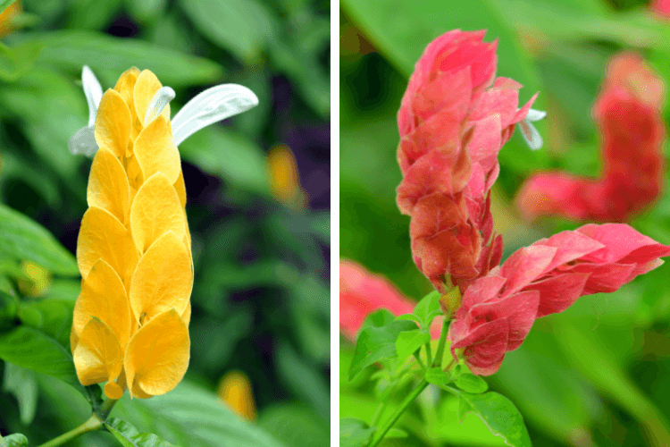 Understanding shrimp plant growth habits: A side-by-side comparison of yellow and red shrimp plants (Justicia brandegeeana) with vibrant bracts.