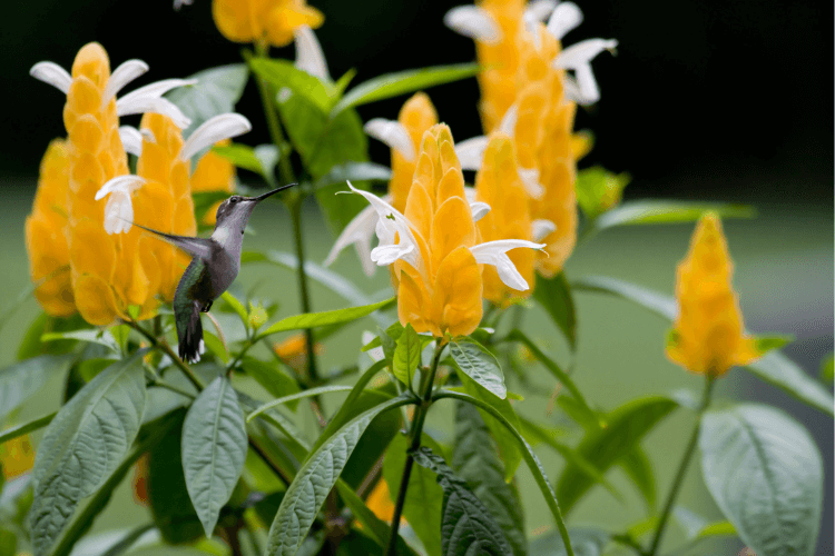 A hummingbird feeding on yellow shrimp plant (Pachystachys lutea) flowers. Understanding shrimp plant growth habits for a thriving garden.